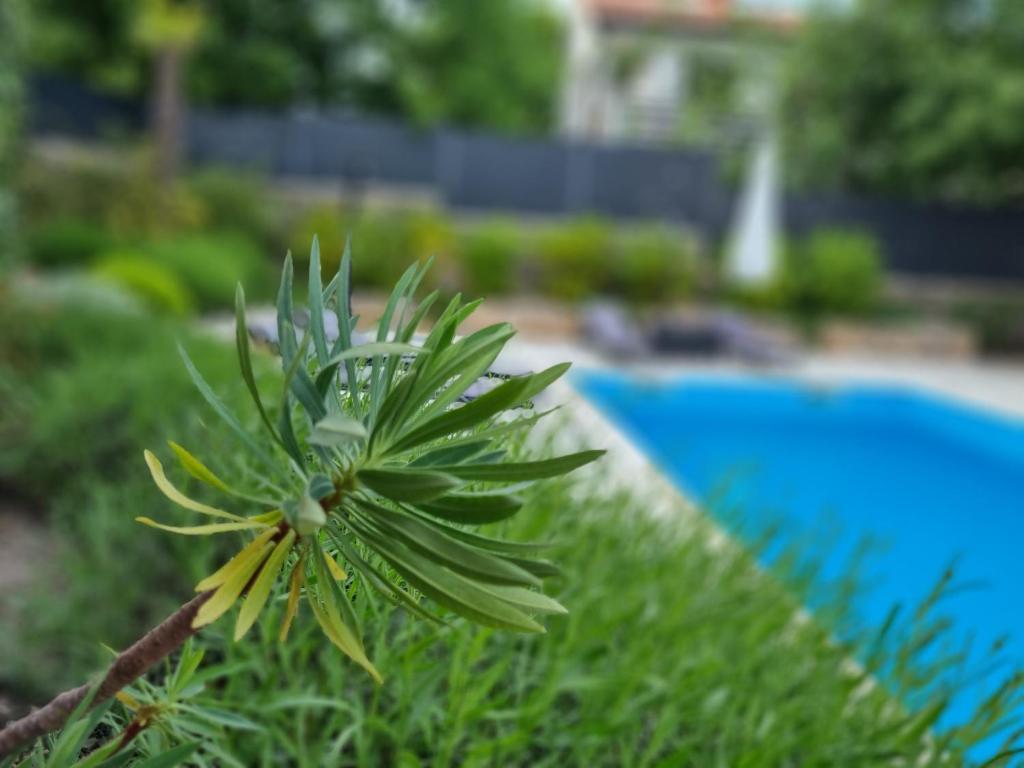 Basen w obiekcie Villa Bellina Muraj lub w pobliżu