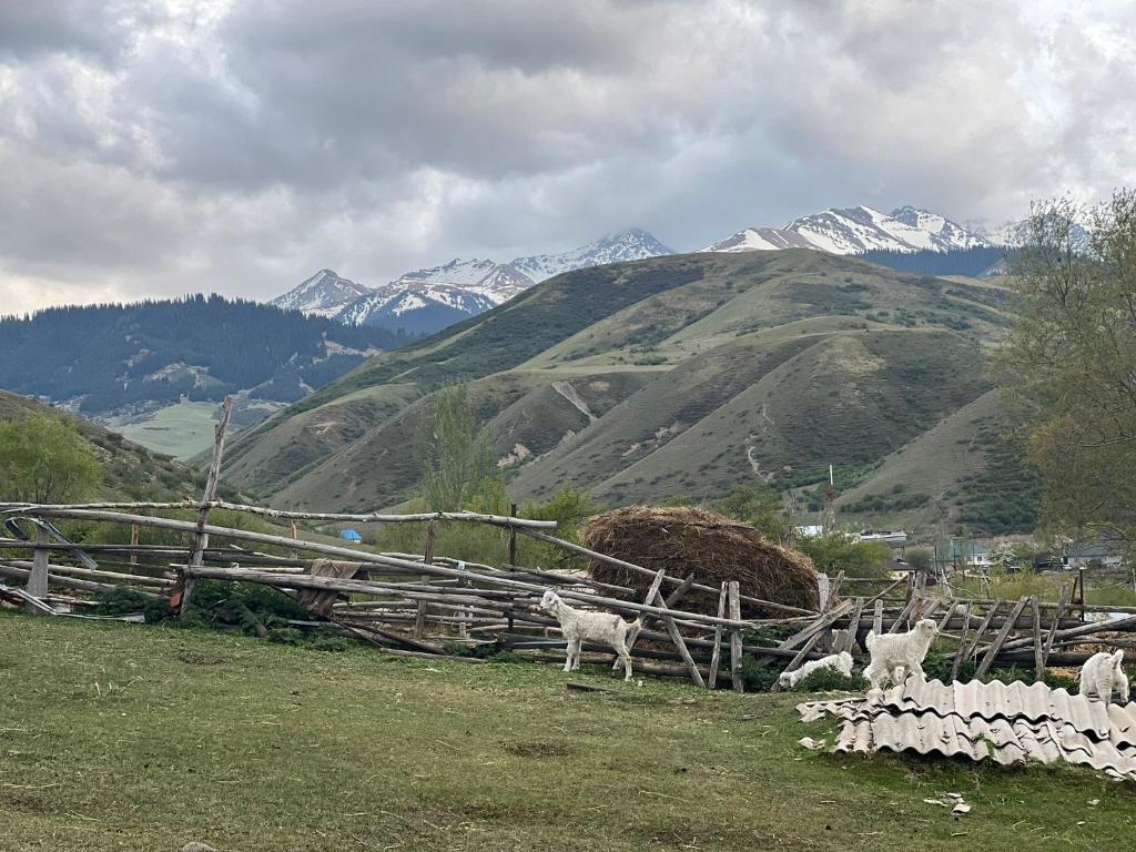 un grupo de ovejas de pie junto a una valla en Kausar, en Karabulak