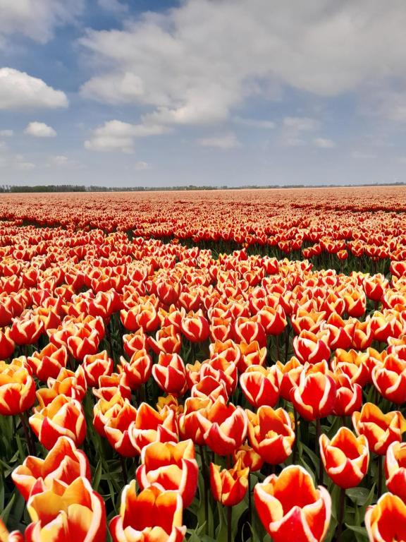 un grand champ de tulipes rouges et jaunes dans l'établissement etage met slaap, en badkamer, à Sommelsdijk