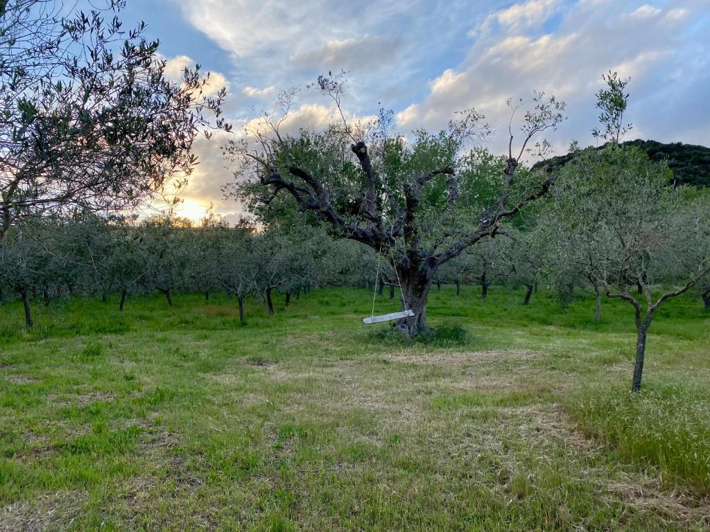 a tree in the middle of a field with trees at Podere Il Ritorno in Portoferraio