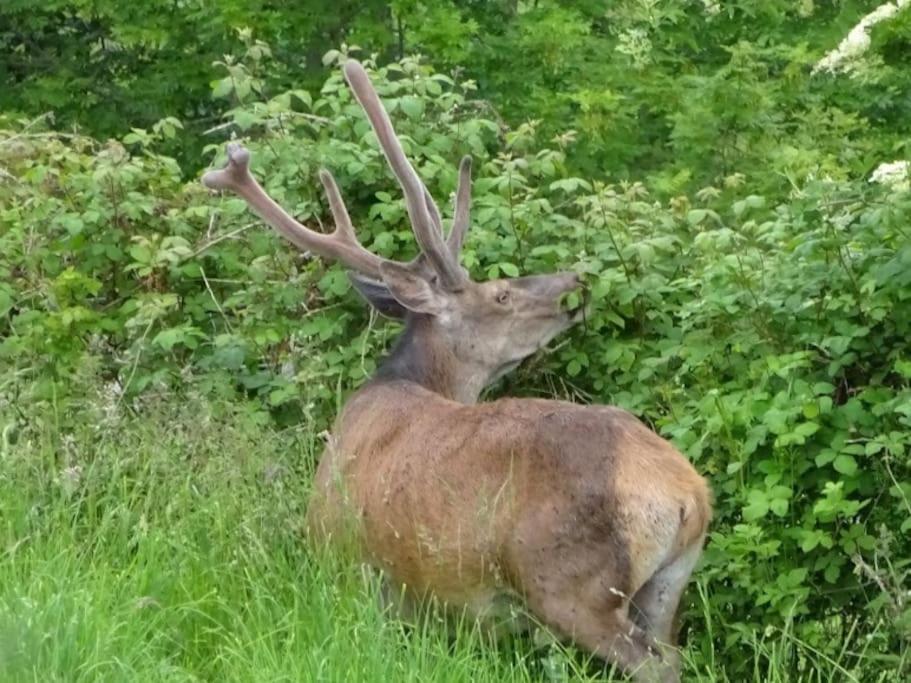 un cerf debout dans un champ d’herbe dans l'établissement La coume du cerf, à Campan