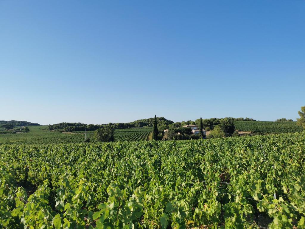 um campo de culturas com um céu azul ao fundo em La Chambre du Saunei em Castelnau-de-Guers