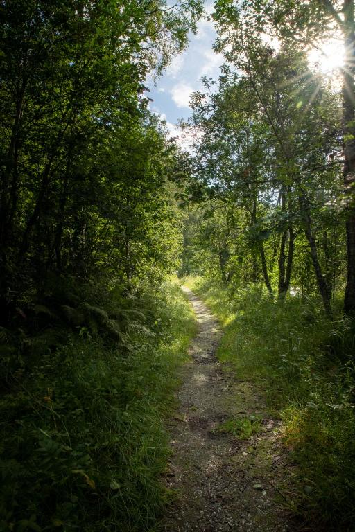a dirt trail in a wooded area with the sun shining at Tromsø Lodge & Camping in Tromsø