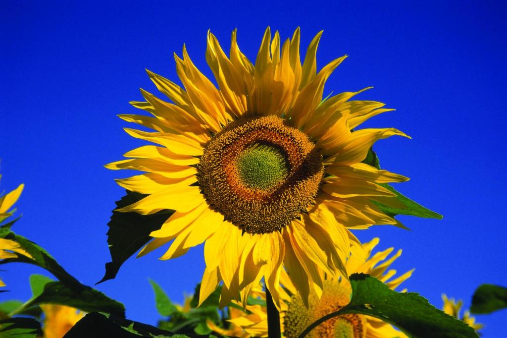 Fletcher Hotel Restaurant De Geulvallei - Resim 8