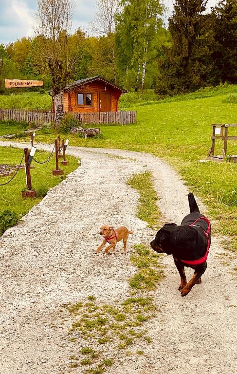 Domácí mazlíčci ubytovaní s hosty v ubytování Dolina Rosy