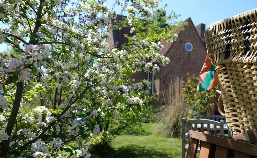 a tree with white flowers in front of a house at Altes Zollamt - Sünnschien in Kellenhusen
