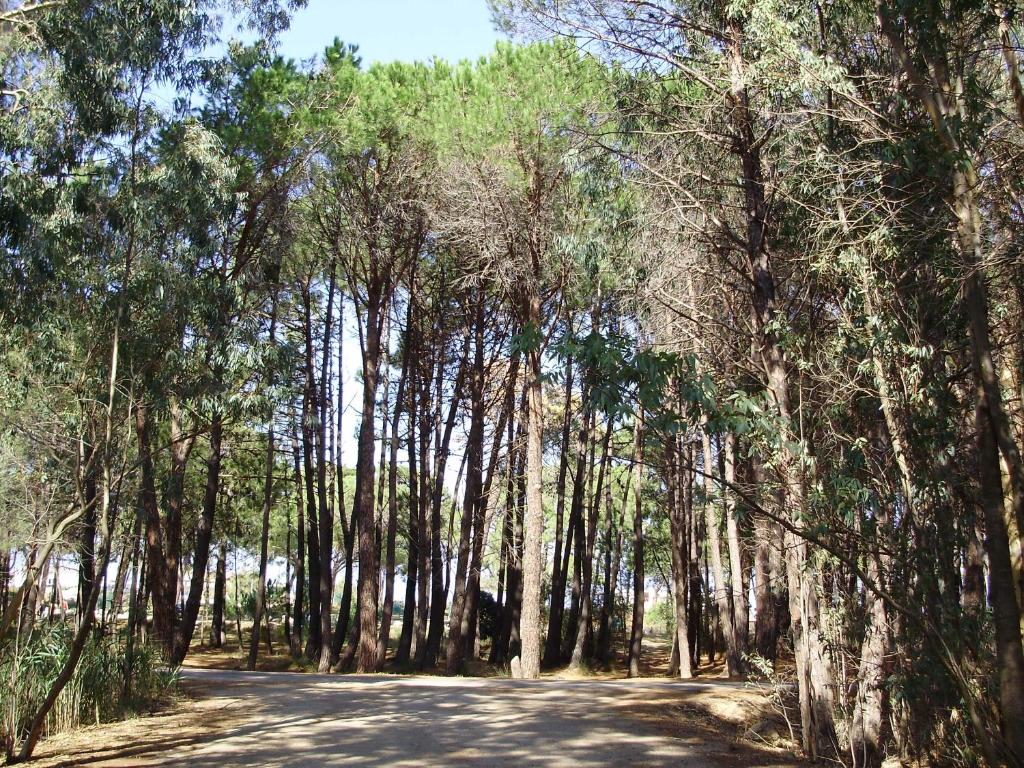 a road in the middle of a forest of trees at Appartement F1 Calvi à 150 mètres de la plage in Calvi