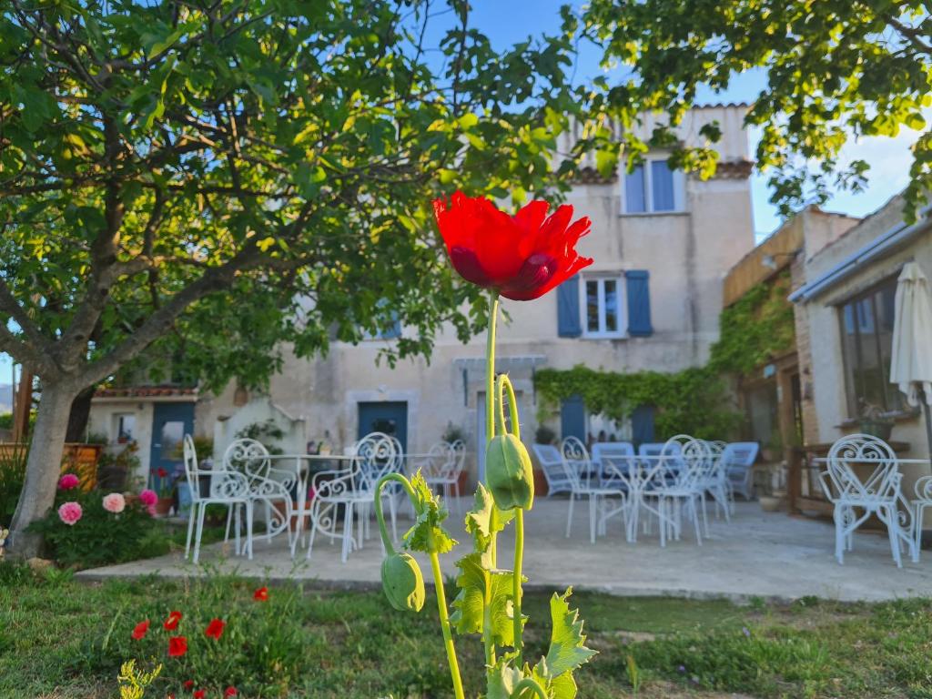 una flor roja en un patio con mesas y sillas en La Ferme Constantin, en Fayence