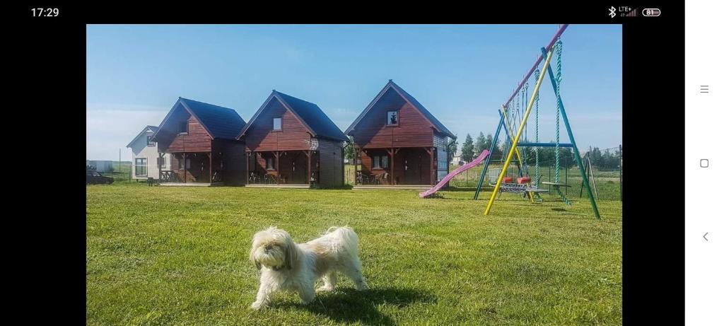 a white dog standing in the grass next to a swing at Domki SAMI in Władysławowo