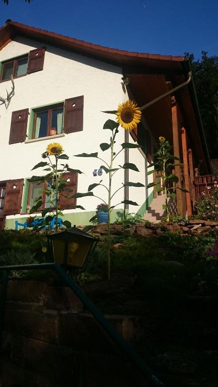 a house with a sunflower in front of it at La casita linda in Eberbach