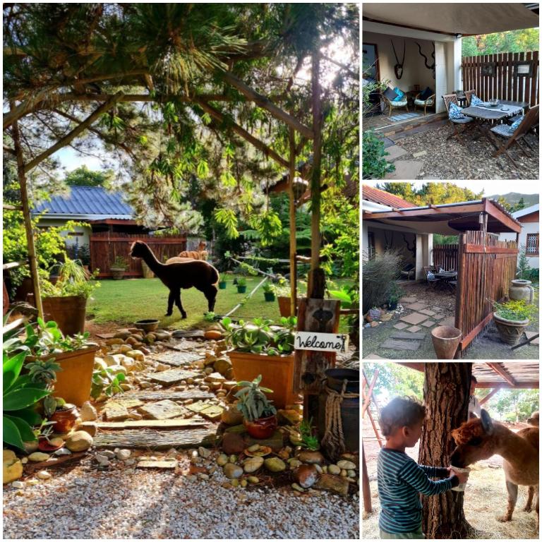 a collage of pictures of a dog and a child in a yard at Alpaca Self Catering Cottage Kleinmond in Kleinmond