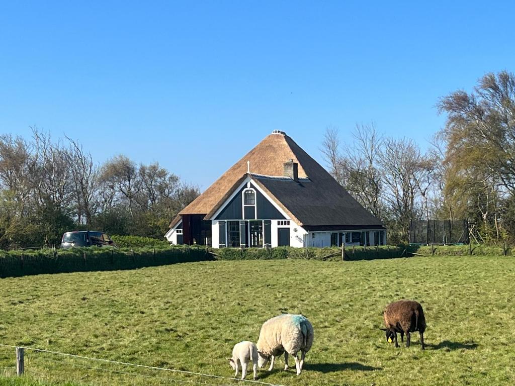 three sheep grazing in a field in front of a house at Zuid Haffel in Den Burg