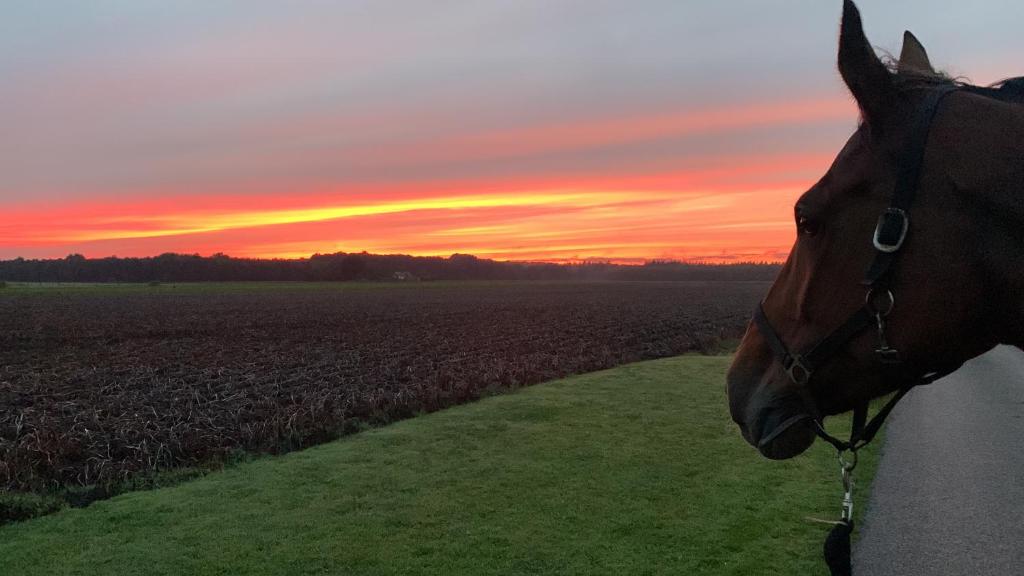 a horse standing in front of a field at sunset at Onze boerderij in Hoogersmilde