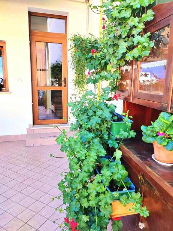 Zahrada ubytování Hotel Luisa