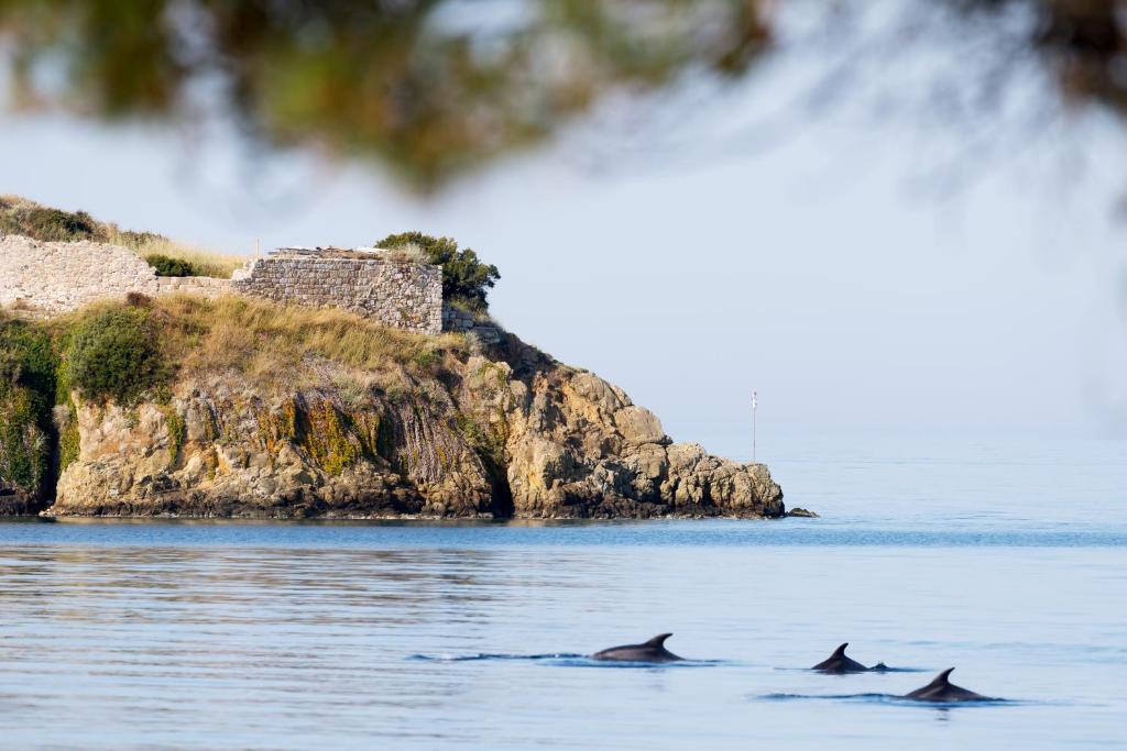 three dolphins swimming in the water near an island at Akti Toroni Boutique Hotel in Toroni