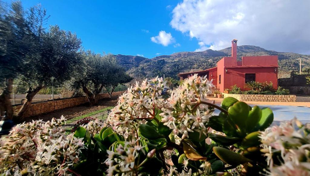 a plant with white flowers in front of a red building at TODIMER FINCA ALPUJAREÑA in Vélez de Benaudalla