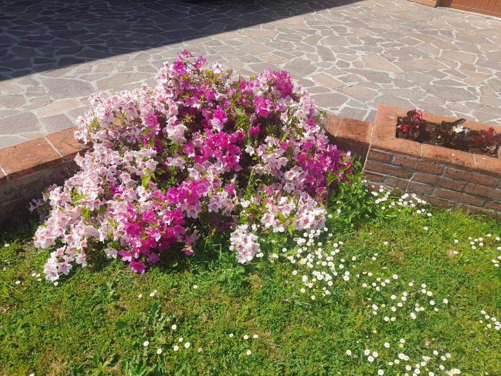 Vonkajšia záhrada v ubytovaní CASA CAMELIA