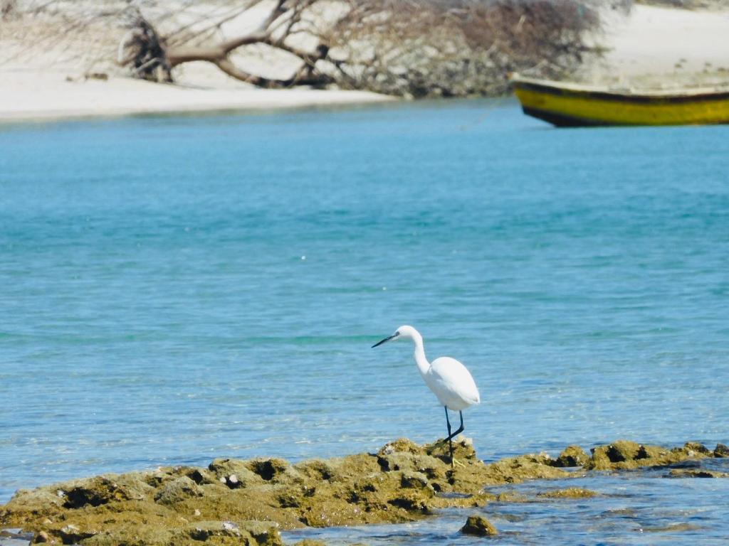 a white bird standing on the shore of a beach at Mangal Beach Lodge in Vilanculos