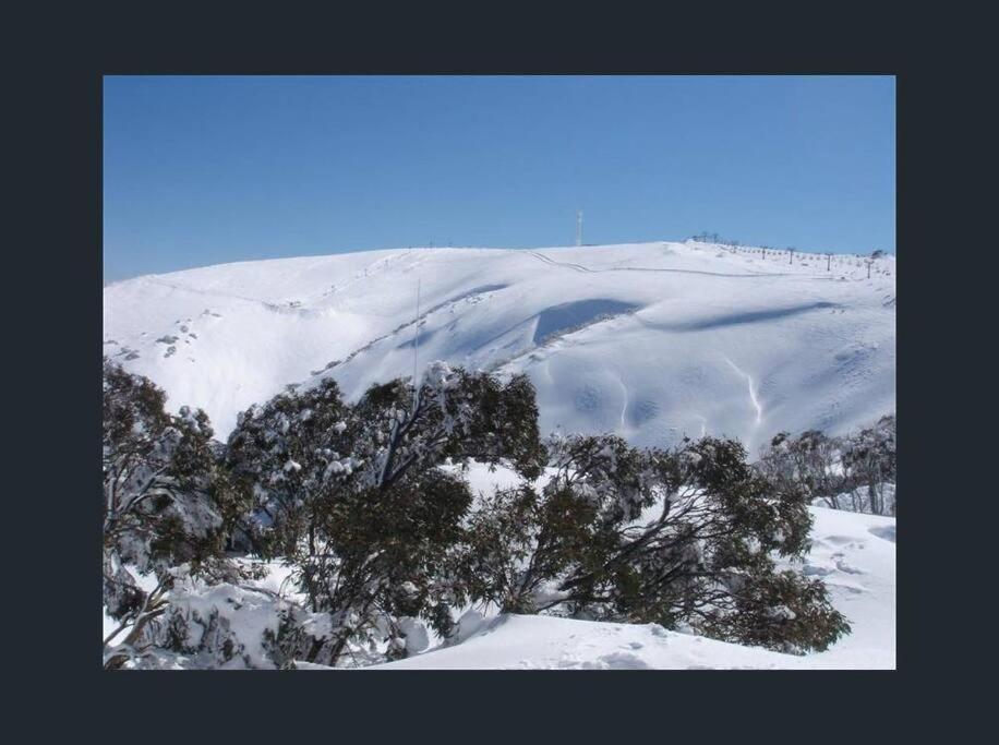 a snow covered hill with a tree in the foreground at IceBreaker - Mount Hotham in Mount Hotham