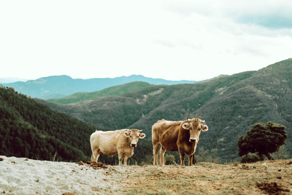 Animales en el agroturismo o alrededores