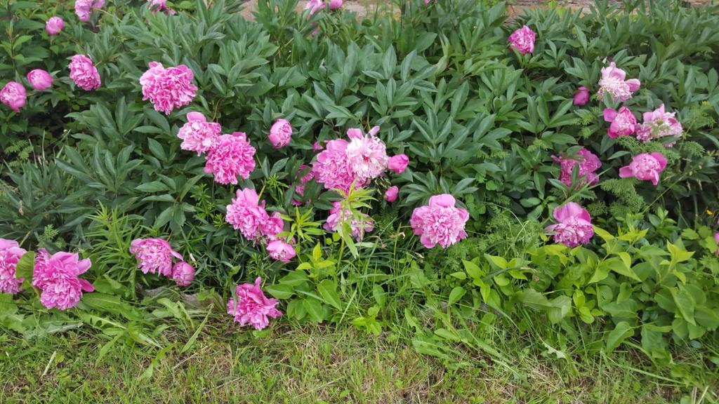 un ramo de flores rosas en un jardín en Marija en Krāslava