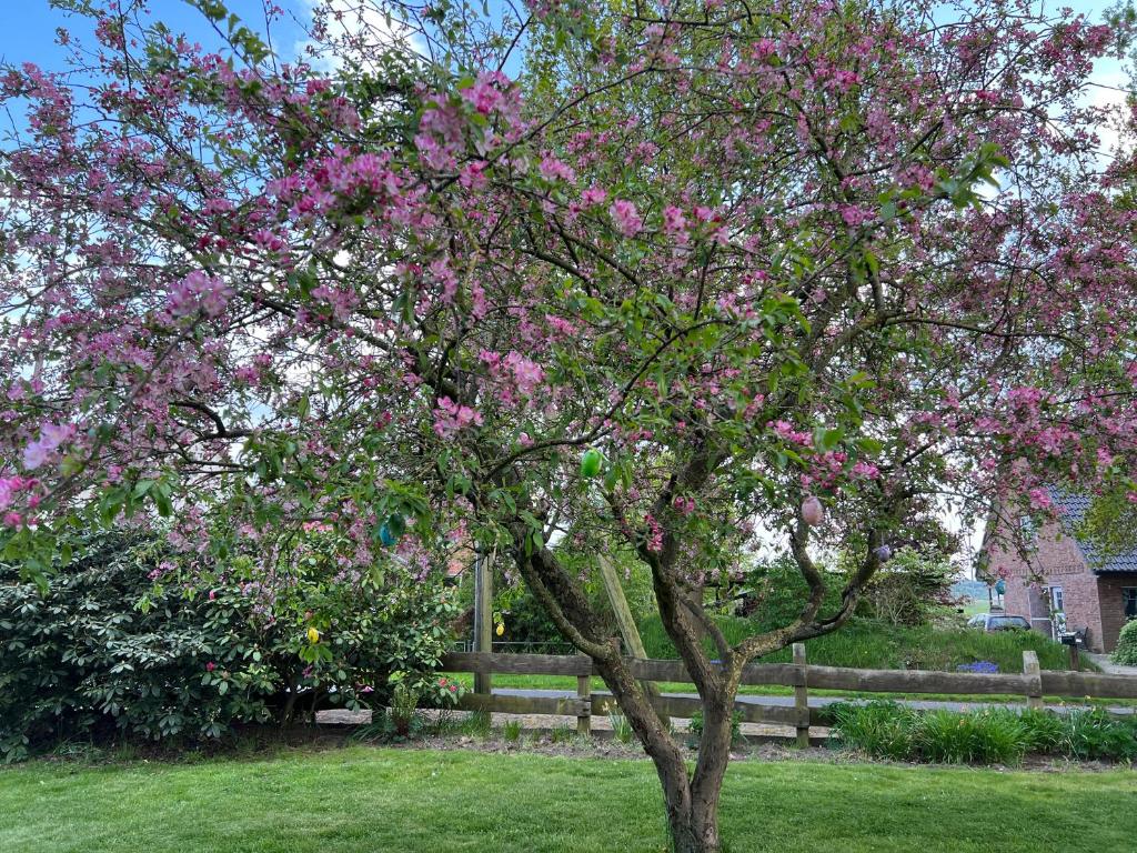 a tree with pink flowers in front of a fence at Berg I 