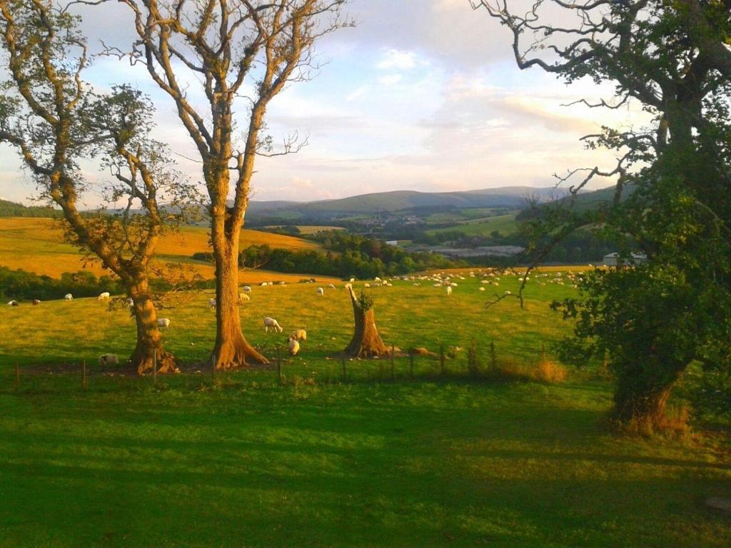 a herd of sheep grazing in a field with trees at Broomhead Cottages in Dufftown
