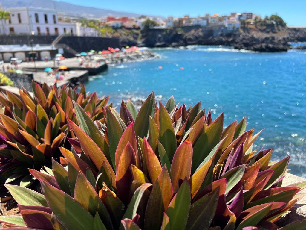 una pianta succulenta di fronte a un corpo idrico di ALCAMAR Habitaciones en Pisos compartidos cerca al Mar! a Alcalá