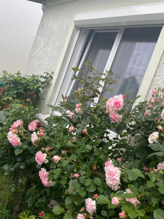 ein Büschen rosa Rosen vor einem Fenster in der Unterkunft Chambre à louer 1 à 2 personnes chez l&#39;habitant in Saint-Herblain