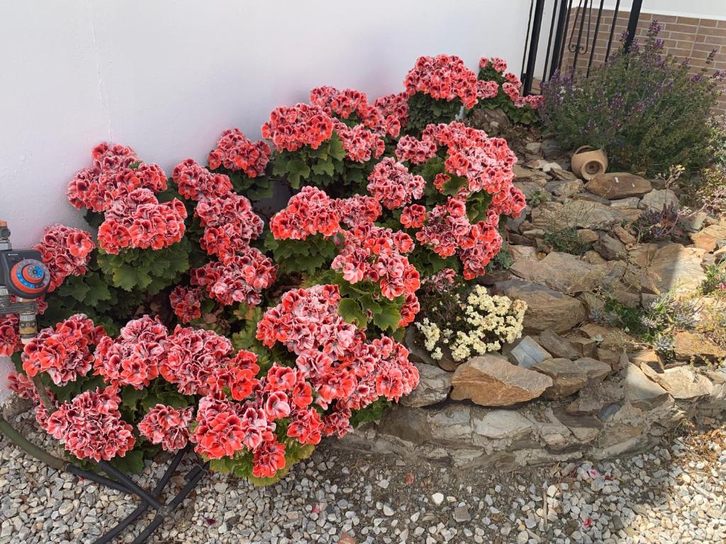 Vonkajšia záhrada v ubytovaní Casa Anhelando Andalucia - Een 8p villa met verwarmd zwembad op een heuveltop met magnifiek uitzicht, waaronder zeezicht, nabij dorp en strand