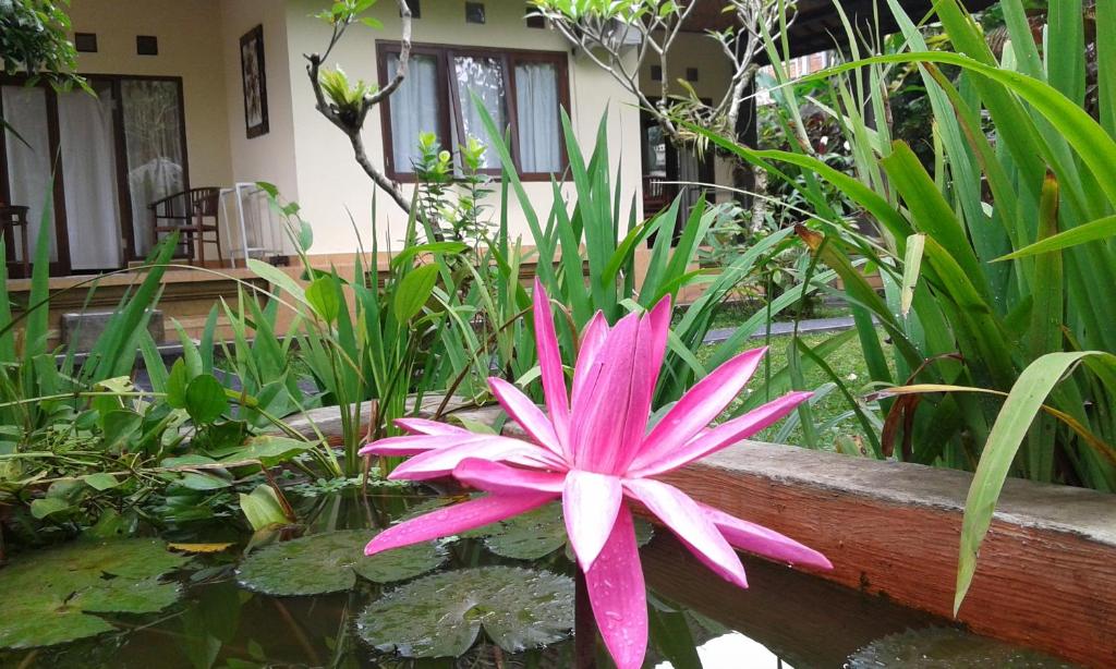 una flor rosa sentada en la parte superior de un estanque en Gangga House, en Ubud