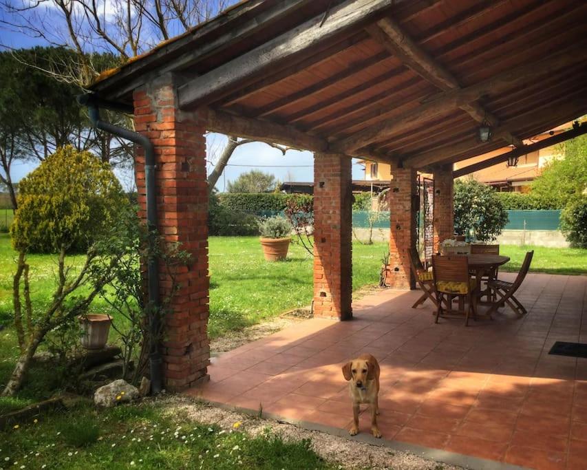 einem Hund, der vor einer Backsteinterrasse steht in der Unterkunft CASA INDIPENDENTE con giardino in Castiglione del Lago