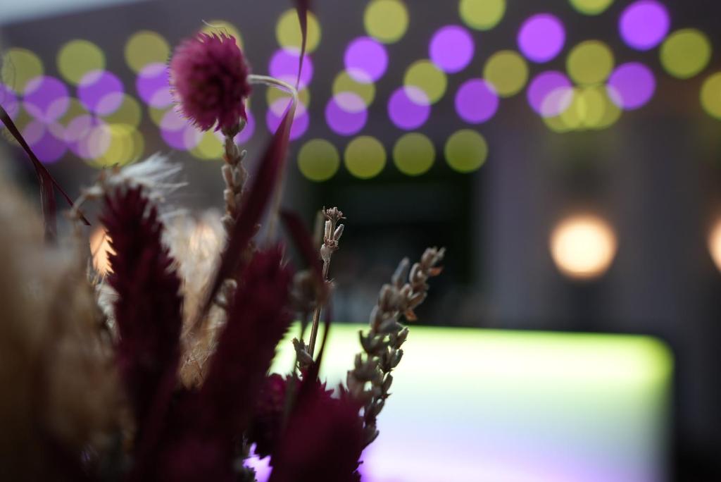 Boutique Kaiser - Hotel & Apartments - Resim 20