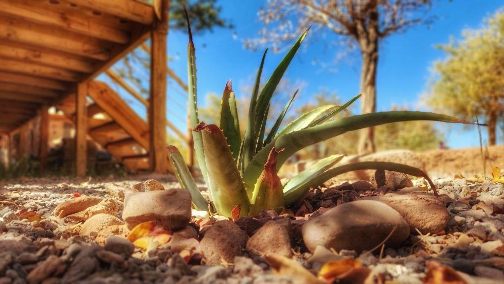 Zahrada ubytování Glamping Dunas del sol