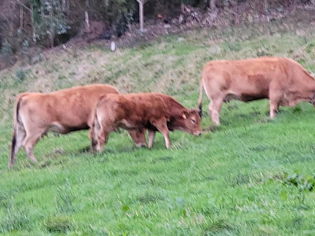 three cows grazing in a field of grass at Hotel Restaurante el Fornon in Novellana