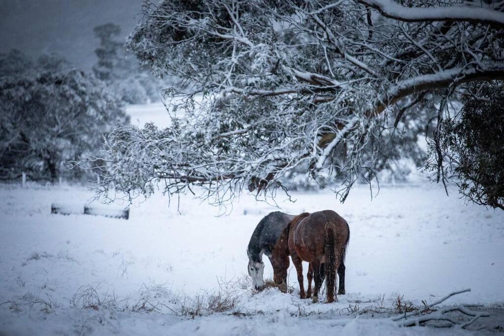 Fotografie z fotogalerie ubytování Jindabyne - Kia Ora Cabin Farmstay v destinaci Moonbah