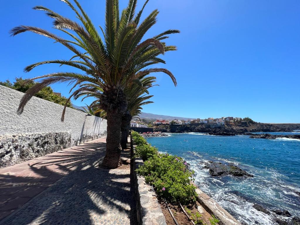 a palm tree on a sidewalk next to the water at Ground floor apartment very close to the sea! in Alcalá
