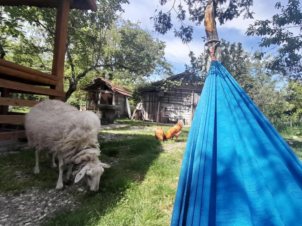Zahrada ubytování Tiny houses Genacvale