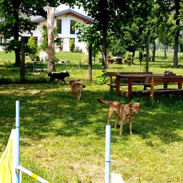 Zvířata v bed and breakfast nebo okolí