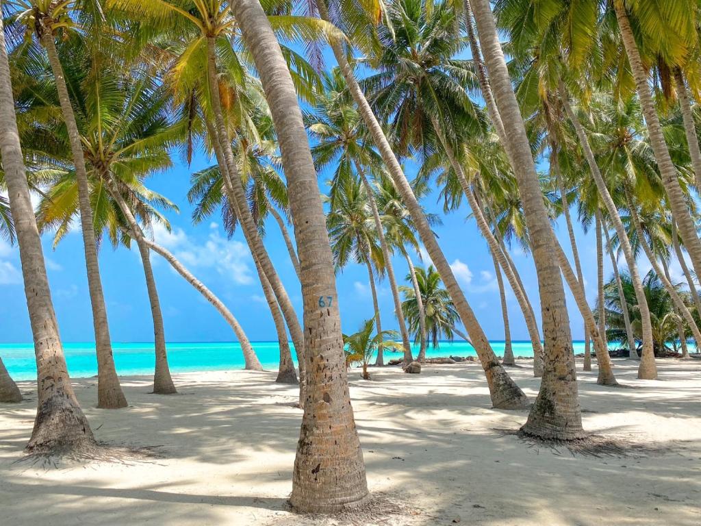 a group of palm trees on a beach at Captal Island Villa in Mathiveri