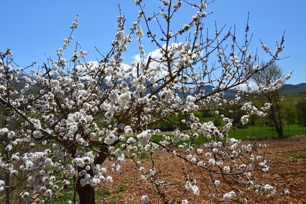 Fotografie z fotogalerie ubytování Cortijo Petra v destinaci Villanueva del Rosario