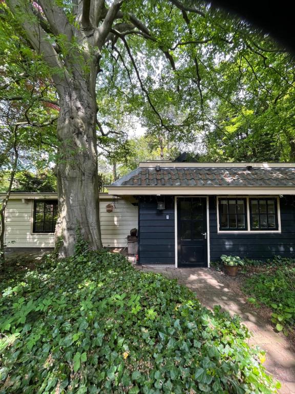 a blue house with a tree in front of it at Cottage Het Beukenootje in Aerdenhout