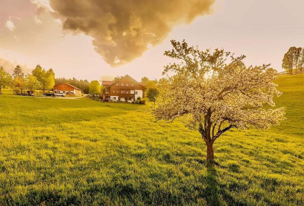 a tree in a field with a house in the background at Biobauernhof Brandlhof in Ramsau am Dachstein