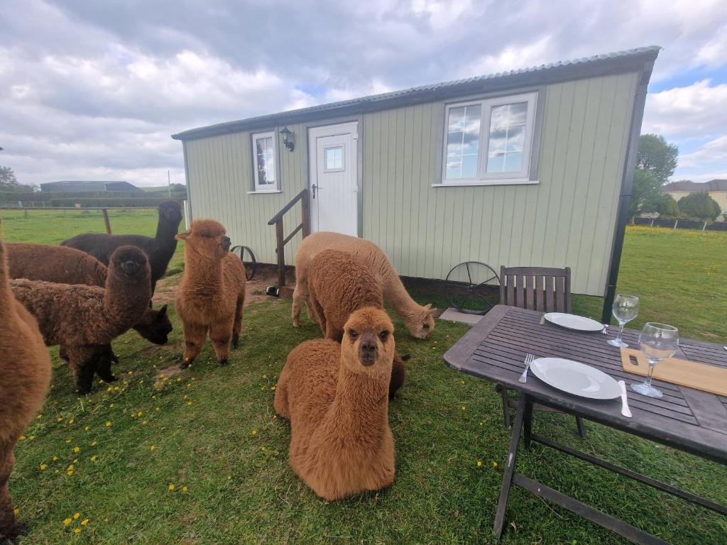 eine Gruppe von Schafen und einem Hund, die neben einem Tisch stehen in der Unterkunft Cwtch Glamping Shepherds Huts in Abergavenny