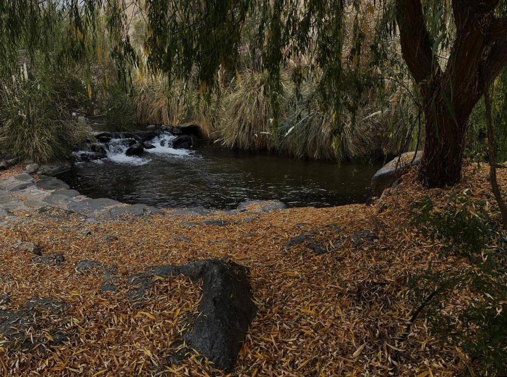 a stream of water in a forest with a tree at Alcohuaz Indomito in Alcoguaz