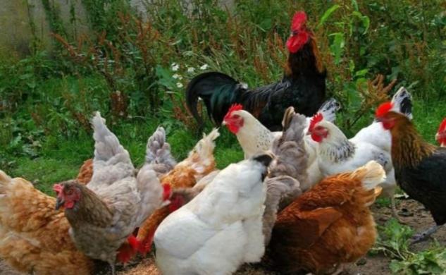 Eco village & resort Coric - 3