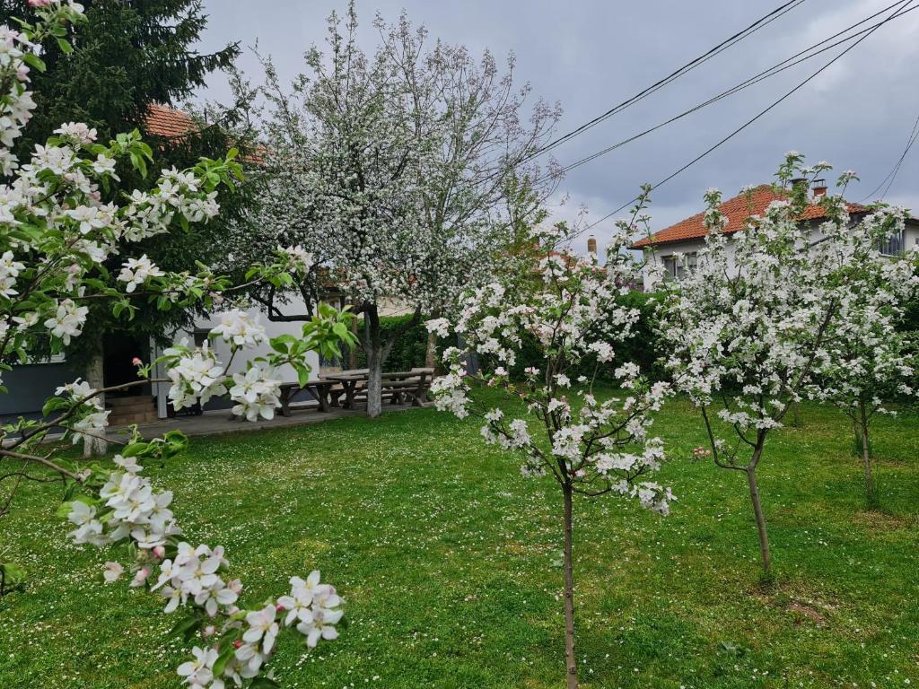 a couple of trees with white flowers in a yard at Green Garden Apartment in Sarajevo