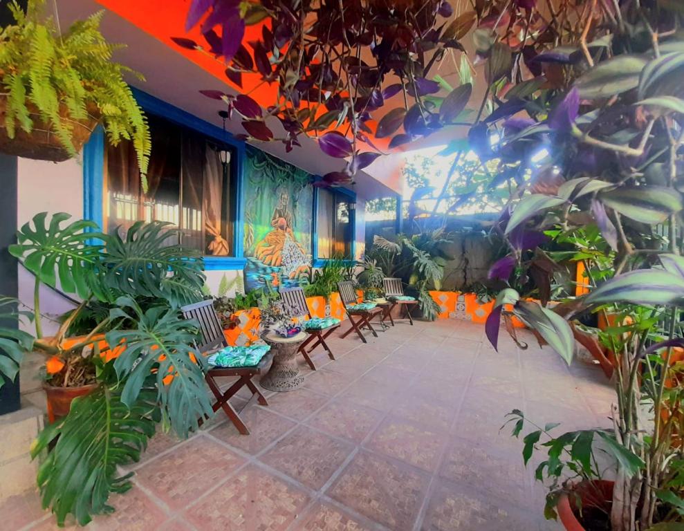 a room filled with lots of plants at Nirvana Apartament Hostal in Alajuela City