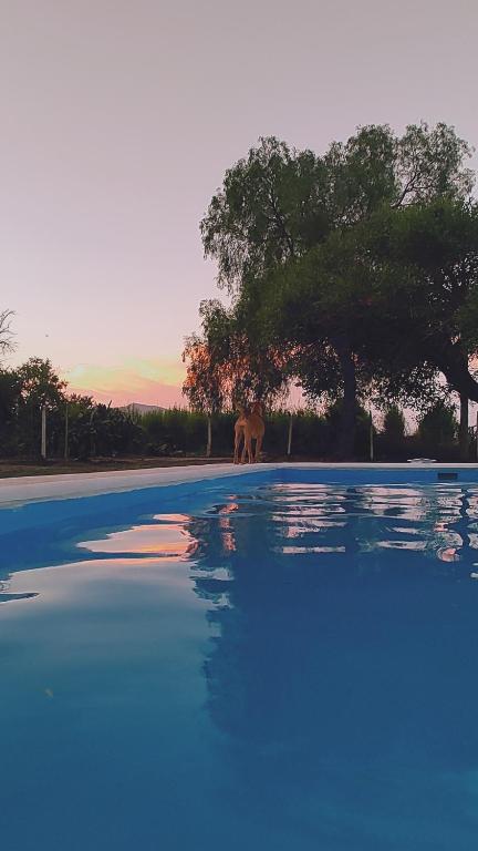 ein Elefant, der auf einer Straße mit einem Baum und Wasser läuft in der Unterkunft Quinta Esencia in Albardón