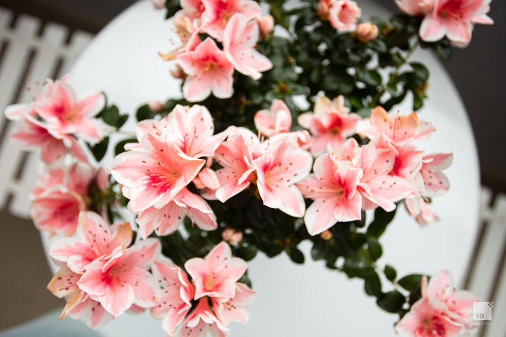 The Lady C - High Apartments - 7